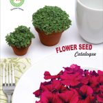 T—An-pham-Catalogue-13